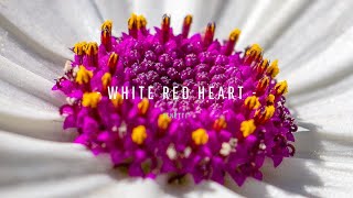 Senetti® White Red Heart Sene Niregoku [upl. by Onileva]