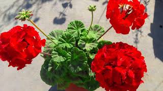 How to take care of geranium plants [upl. by Vivyan]