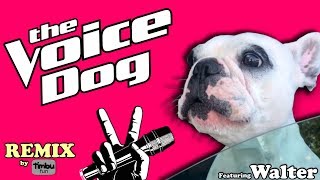 The Voice Dog Remix By Timbu Fun  feat Walter Geoffrey The Frenchie [upl. by Droc]