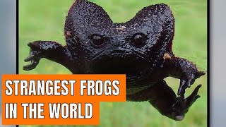 Discover The Strangest Frogs In The World [upl. by Assirim]