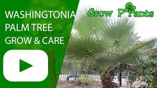 Washingtonia palm tree [upl. by Aniela]