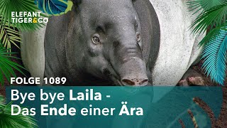 Tapir Laila verlässt den Zoo Leipzig Folge 1089  Elefant Tiger amp Co  MDR [upl. by Yentyrb256]