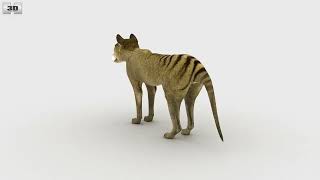 Thylacine Low Poly 3D model by Hum3Dcom [upl. by Skippie]