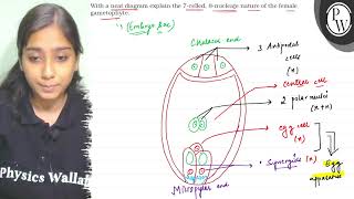 With a neat diagram explain the 7 celled 8nucleate nature of the [upl. by Gney]