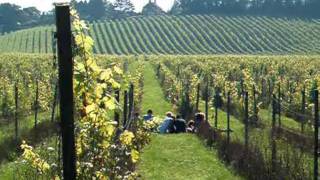 Denbies vineyard Dorking [upl. by Ohnuj]