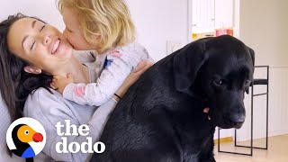 Lab Teaches His Human Baby Brother How To Bark At The Neighbors  The Dodo [upl. by Amias426]