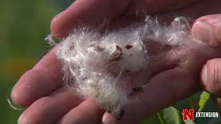 Milkweed Seeds [upl. by Solahcin577]