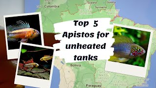 TOP 5 Apistogramma Species for Unheated Aquariums [upl. by Orrocos]