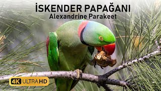 İskender papağanı » Alexandrine Parakeet » Psittacula eupatria [upl. by Ennoirb]