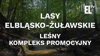 Lasy ElbląskoŻuławskie  Leśny Kompleks Promocyjny [upl. by Sorac182]