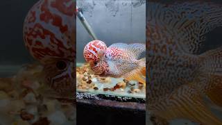 மீனுக்கு புற்றுநோய்  Flowerhorn beated cancertumor [upl. by Ligetti992]