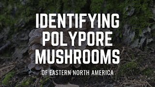 Identifying Polypore Mushrooms of the Carolinian Forest Eastern North America [upl. by Aynnek]