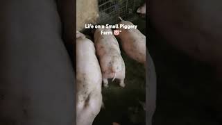 quotWatch our adorable piglets grow on our small piggery farm 🐷🌾 FarmLife Piglets SmallFarmquot [upl. by Llekim]