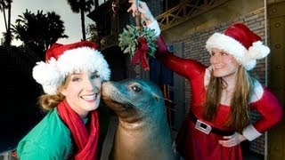 ♥♥ Clyde and Seamore Save Christmas Sea Lion Show at SeaWorld [upl. by Nolyak]