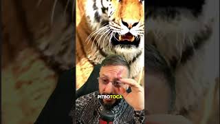 Cães que podem enfrentar um tigre [upl. by Maurey]