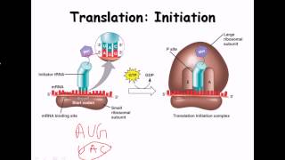 16 Translation protein biosynthesis [upl. by Prady878]