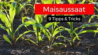 Mais legen 9 Tipps zur perfekten Maissaat [upl. by Aicirtan15]