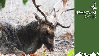 A Year in the Life of Fallow Deer part 2 [upl. by Ait]