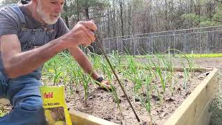 How to Grow Large Onions  Clipping and Fertilizing Feb 2024 [upl. by Sedinoel]