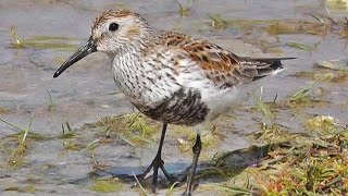 Dunlin at St Gothian Sands in Cornwall  Bécasseau Variable [upl. by Eilatam484]