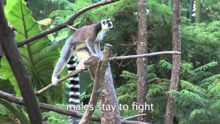 Lemur Catta RingTailed Lemur Habits and Habitat [upl. by Howlan]