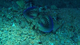 beautiful flying gurnards and many octopuses [upl. by Fernande]