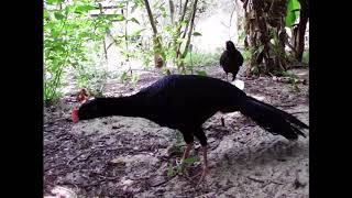 Alagoas Curassow [upl. by Htiduj42]