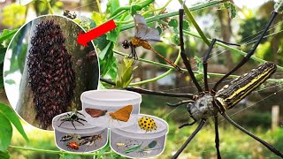 Wow‼ Agresive Giant Spiders Common Redeyed Dragonflies Ladybugs and Meet Colonies Bark Lice [upl. by Nhaj802]