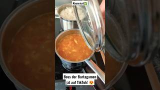 💥Boss der Bartagamen kocht Curry Gericht 😍💥 [upl. by Shanks65]