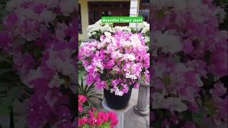 Wonderful Propagated flower plant propagation flowerpot gardens viral [upl. by Alyss]