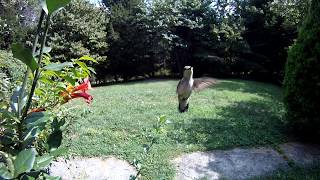 Hummingbird Flower Duet [upl. by Emma]