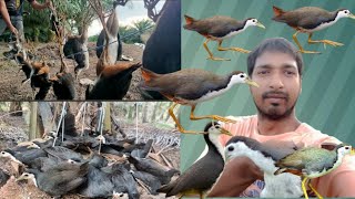 How to male waterhen gallinule dahuk bird trapdahuk bird trap catchinghash dhora janggi china fad [upl. by Schug354]