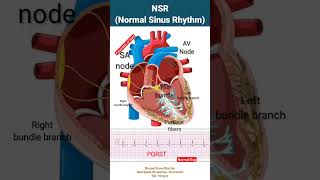 Normal Sinus Rhythm l Electrical system of Heart l heart shorts [upl. by Ginzburg]