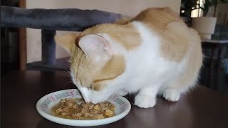 Cat Eats Roasted Turkey with Sweet Potato [upl. by Kcyred]