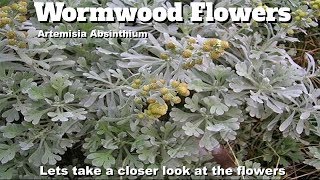 Artemisia absinthium flowers [upl. by Lindy]