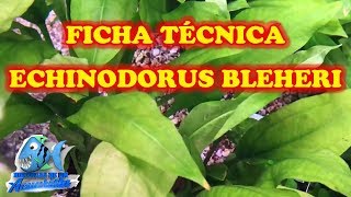 FICHA TÉCNICA ECHINODORUS BLEHERI quotEspada Amazónicaquot [upl. by Nonnek526]