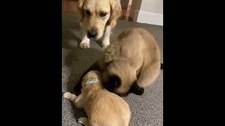 You Wont Believe What This Cat Did Next  The Most Hilarious Reactions Ever KitCat FunnyCats Cats [upl. by Dnalkrik]