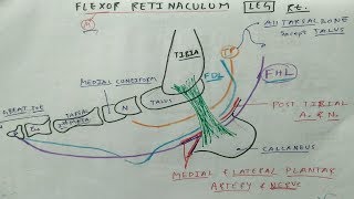 Flexor Retinaculum of Leg  Lower Limb Anatomy  TCML [upl. by Robaina]