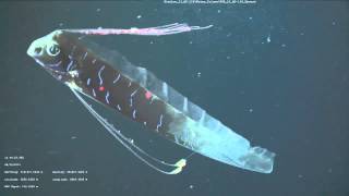 ROV Encounters a Bizarre DeepSea Oarfish  Video [upl. by Niliak]