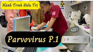 Hành trình điều trị parvovirus Phần 1 [upl. by Deach]