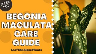 Polka Dot Begonia Begonia Maculata Plant Care Guide For Beginners [upl. by Dirtsa]