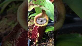 This Pitcher Plant ate my Hamster 😅❤️ nepenthes carnivorousplants pitcherplant [upl. by Nuahc380]