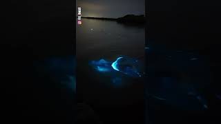 ¡Así se ve alguien que nada en aguas con bioluminiscencia 🤔 [upl. by Atlas181]