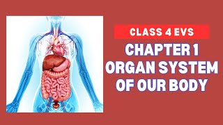 Class 4 EVS Chapter 1 Organ System of our Body kidsknowledgepoint [upl. by Akiaki]