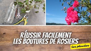 👩‍🌾 Je fais des boutures de rosiers en bouteilles à létouffée [upl. by Seko185]