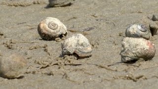 Mudflat Biodiversity [upl. by Elcarim525]