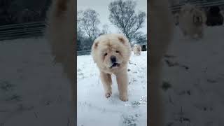 Snow day for the Chow Chows [upl. by Noiemad591]