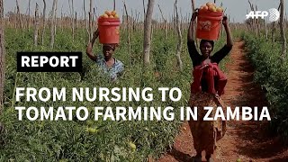 Zambia quotA labour of lovequot for accidental tomato farmer  AFP [upl. by Ordnael569]