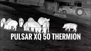 Pulsar XQ 50 Thermion Hog Hunting with Thermals [upl. by Drisko279]