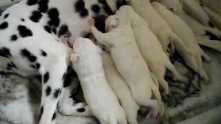 Dalmatian Puppies9 days old [upl. by Moht]